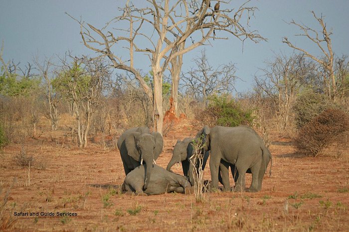 Blog_-_Mourning_Elephants-mourning-chobe_1.jpg