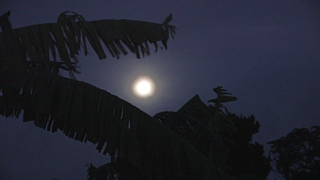 Blog - Bananna Tree & Moon