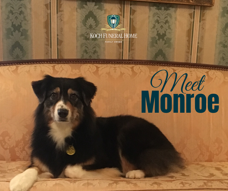 2020 - FB - Mar - Meet Monroe 