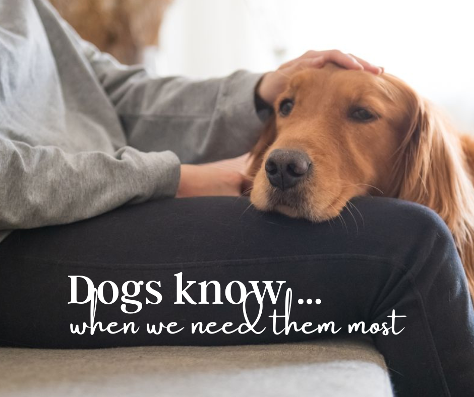CNN & Koch Funeral Home - Dogs know just when we need them most.....