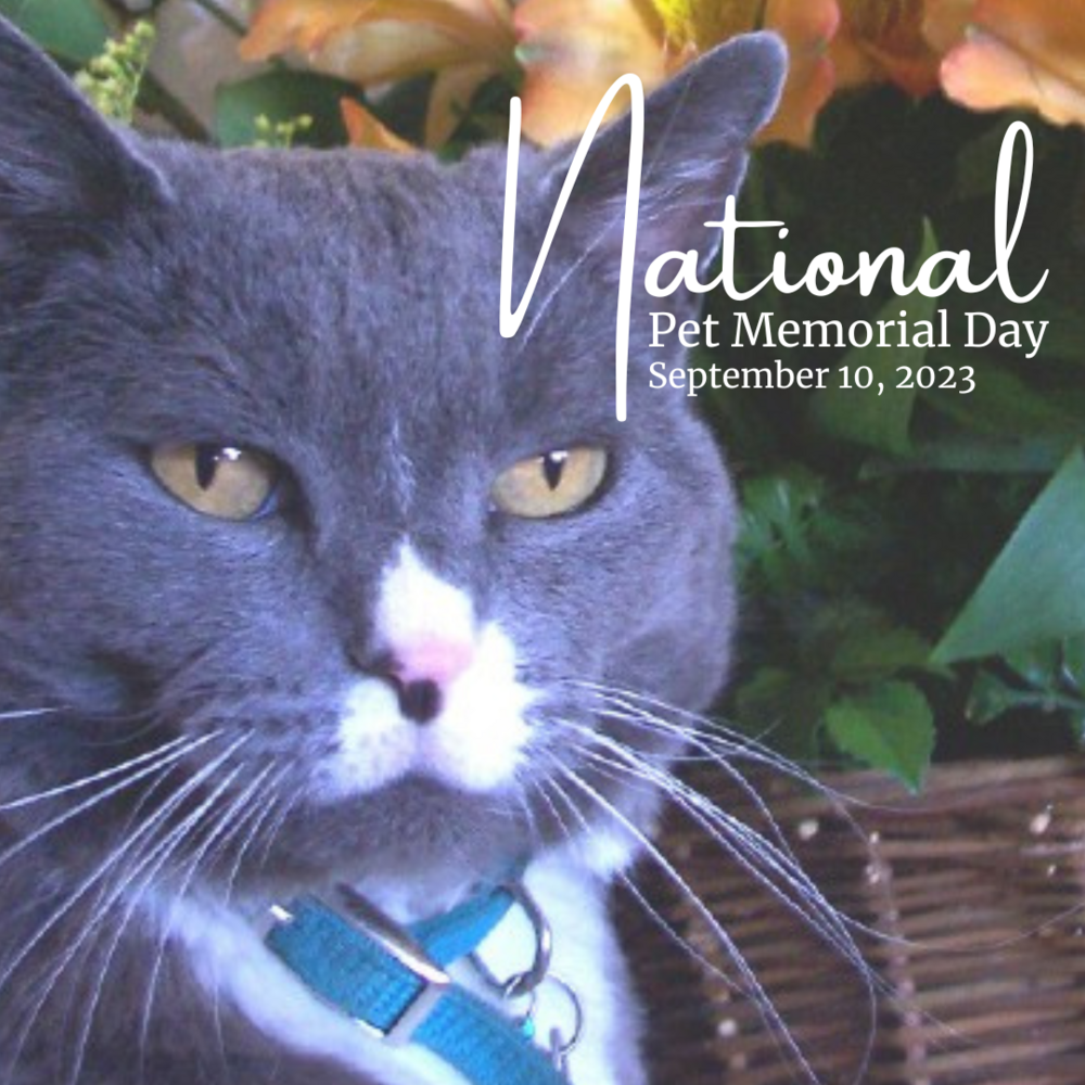 September 10 - National Pet Memorial Day