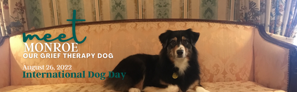 August 26 2022 - Meet Monroe - International Dog Day