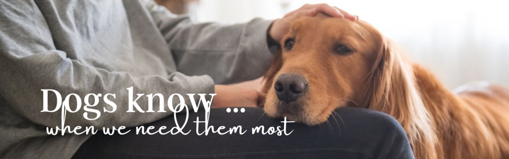 2022 - November - CNN - Dogs know just when we need them most ...